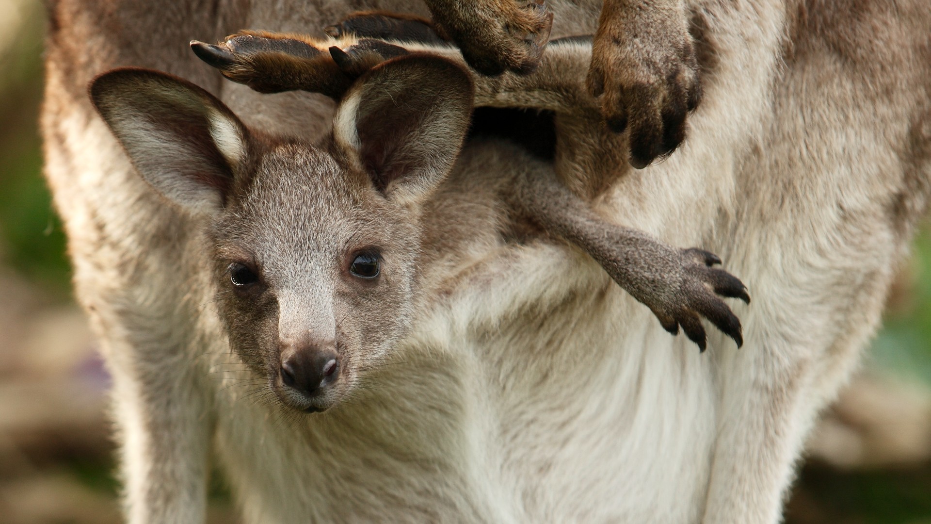 Bag Kangaroo: A Beginner's Guide