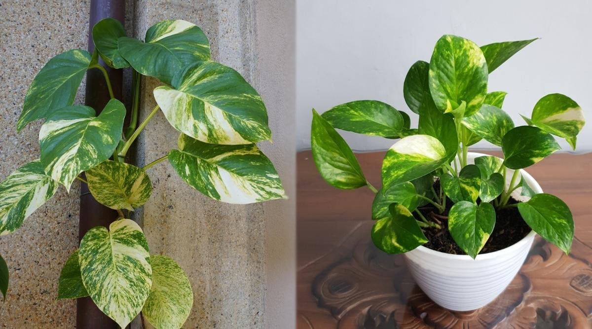 Discovering the Hawaiian Pothos