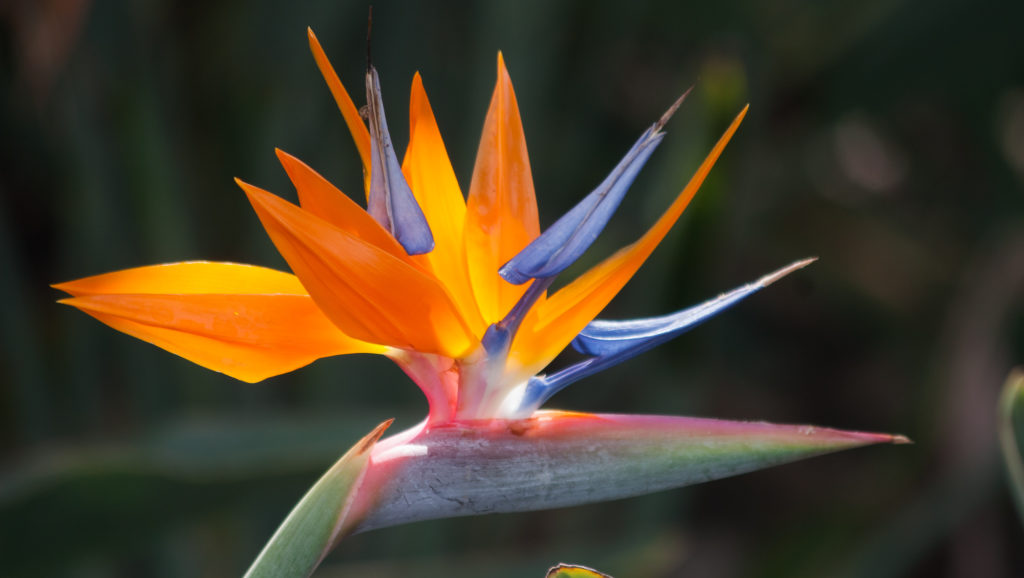 Hawaiian Flowers: A Colorful Journey Through Paradise