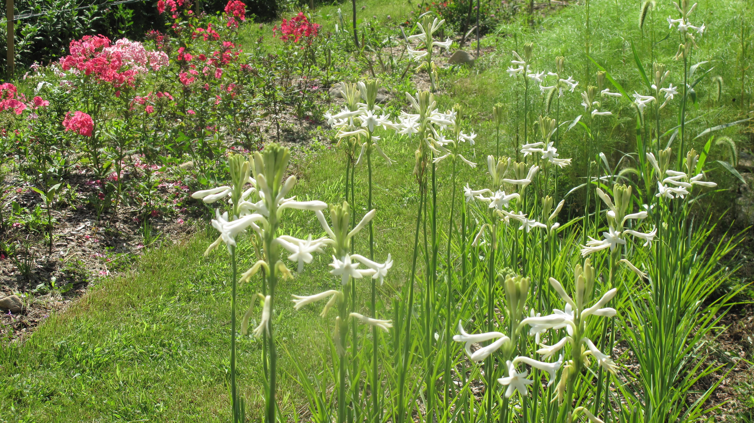 Beautiful Hawaiian tuberose flowers blooming in a tropical garden